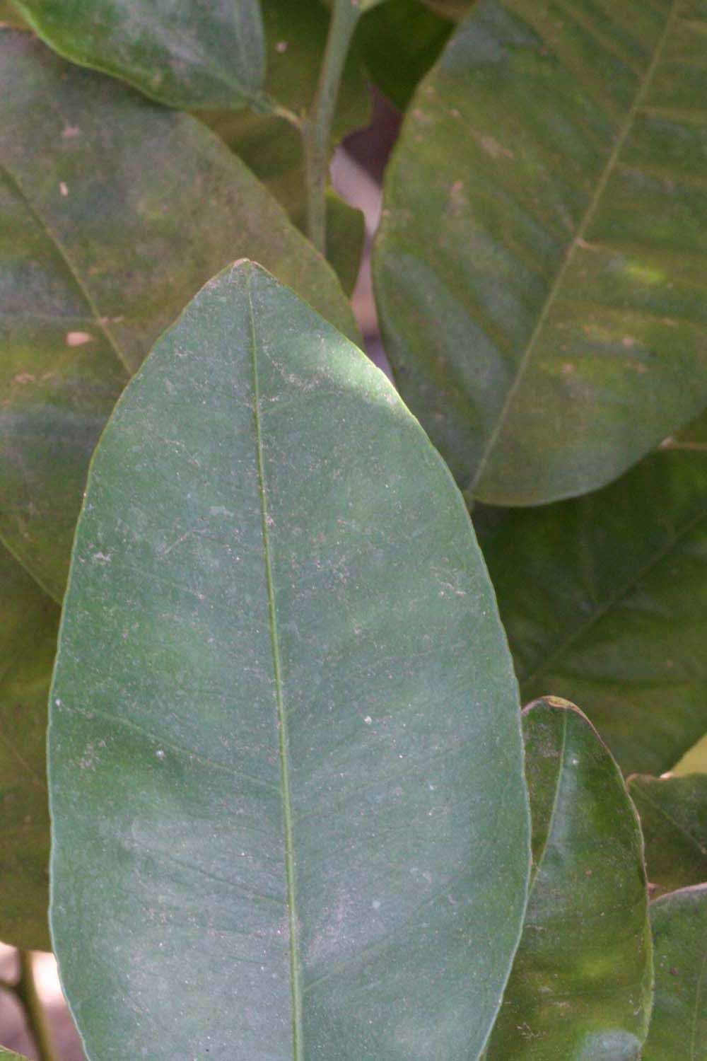                Margin (Whitney Marsh, Riverside, CA)       